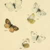 papilio callidice plate